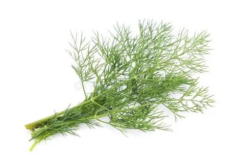 خرید اینترنتی شوید خشک اعلا + قیمت ویژه
